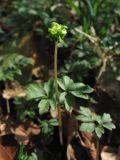 Adoxa moschatellina