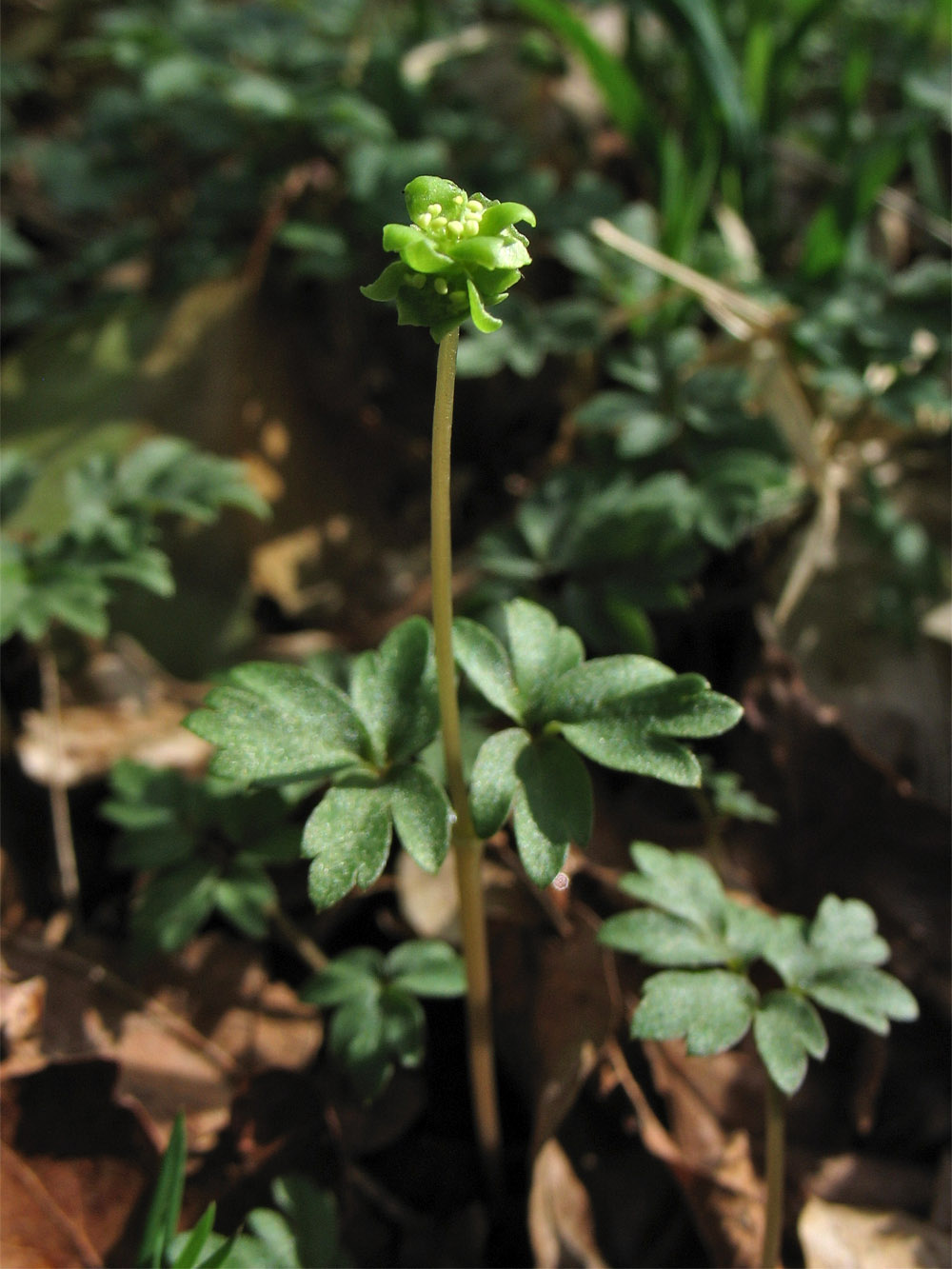 Image of Adoxa moschatellina specimen.