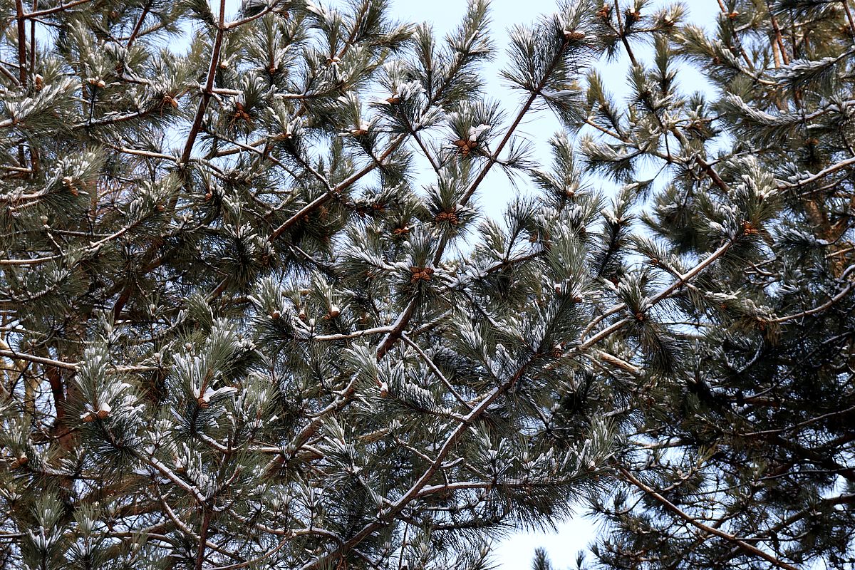 Изображение особи Pinus resinosa.