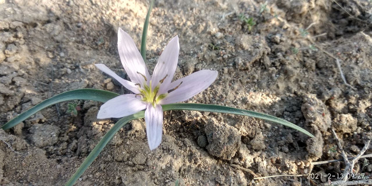 Изображение особи Merendera robusta.