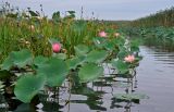 Nelumbo caspica. Цветущие и плодоносящие растения. Астраханская обл., Лиманский р-н, окр. с. Воскресеновка, ерик Семёновский банк, в воде. 21.08.2020.