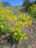Ferula kuhistanica