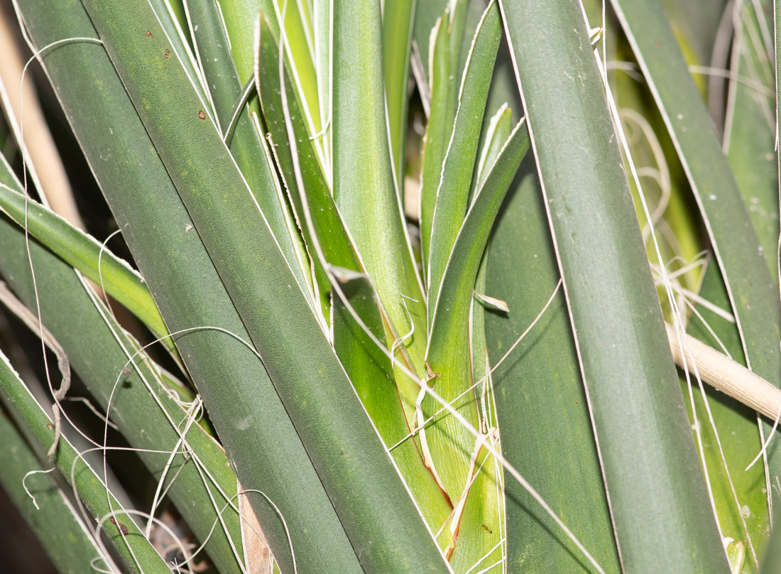 Image of Yucca elata specimen.