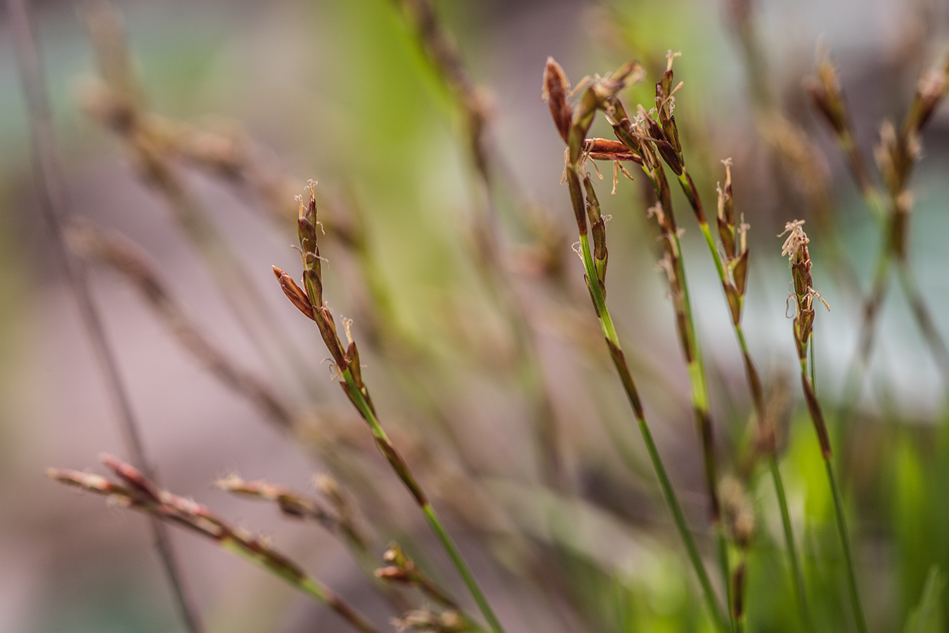 Изображение особи Carex digitata.