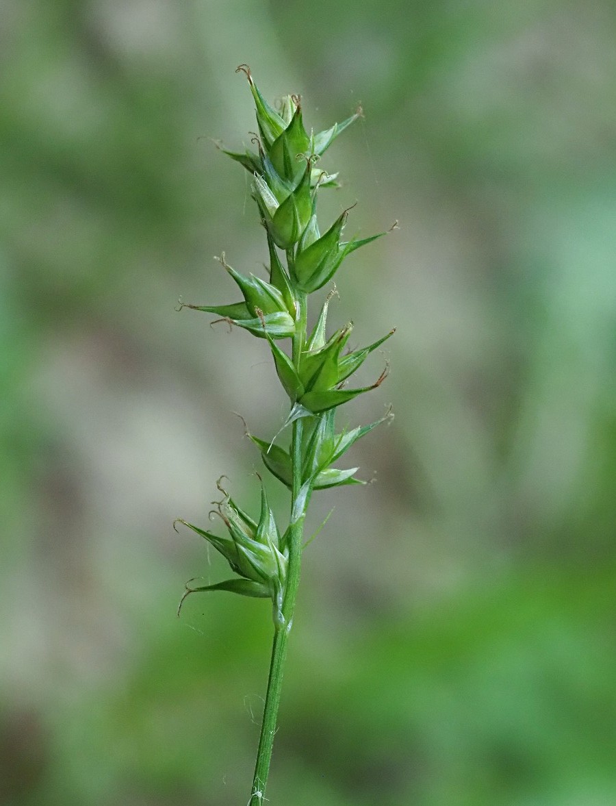 Изображение особи Carex spicata.