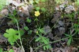genus Ranunculus. Цветущее растение. Санкт-Петербург, Пушкинский р-н, г. Пушкин, Баболовский парк, берег р. Кузьминка, сырой хвойно-лиственный лес. 22.05.2021.