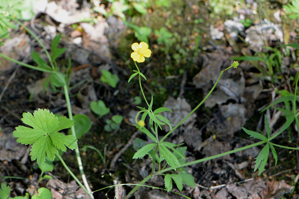 Изображение особи род Ranunculus.