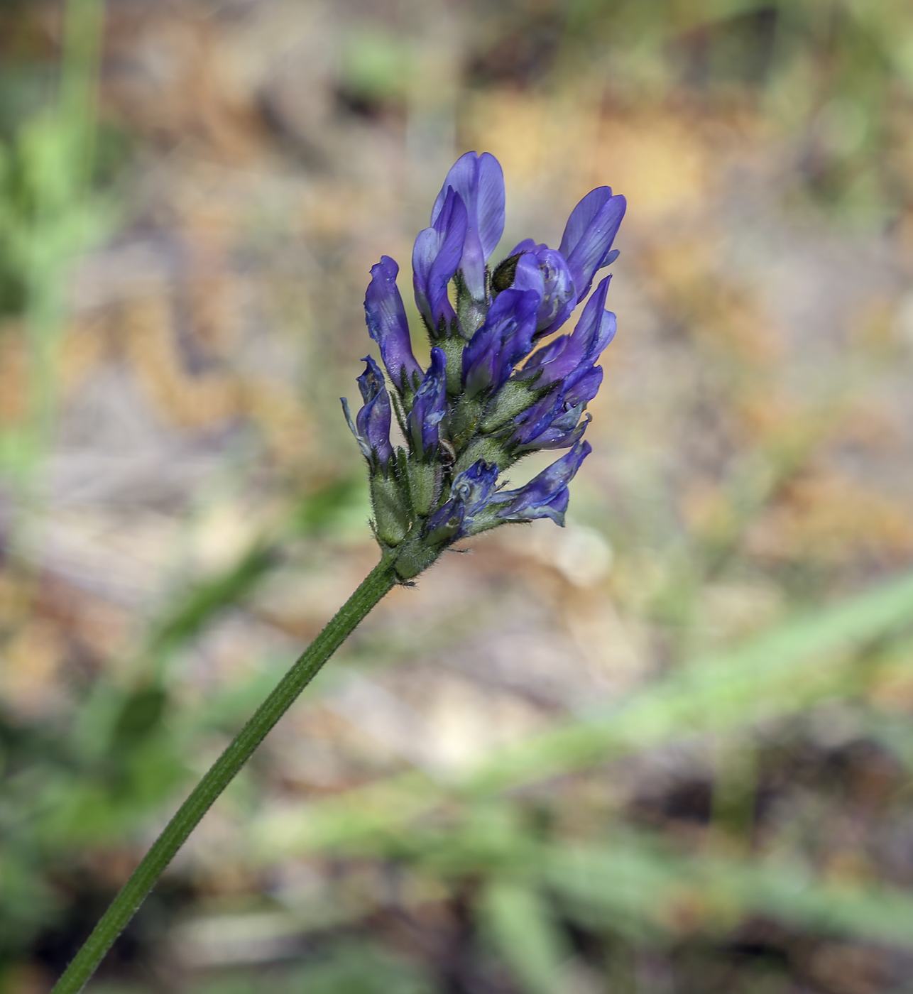 Изображение особи Astragalus danicus.