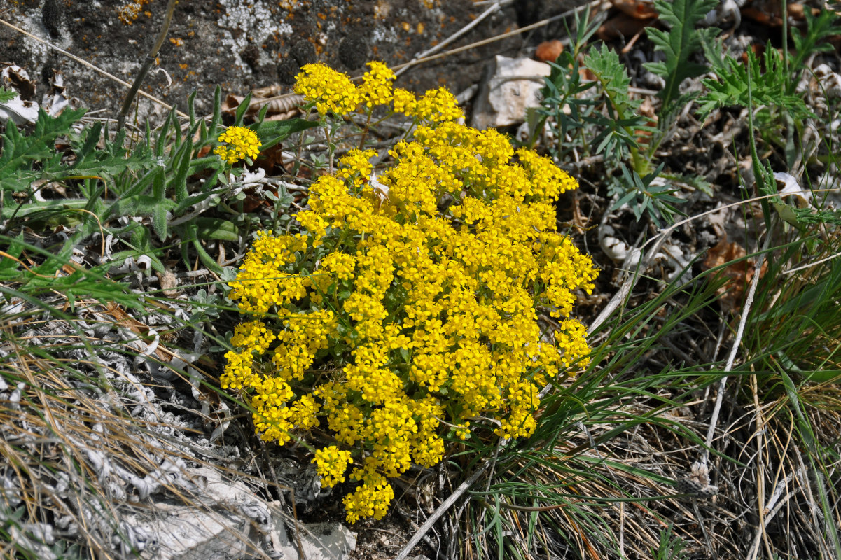 Image of Odontarrhena tortuosa specimen.