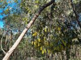 Acacia cretata. Цветущее растение. Австралия, г. Брисбен, ботанический сад. 27.06.2021.