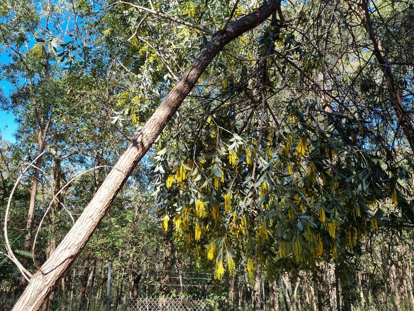 Изображение особи Acacia cretata.