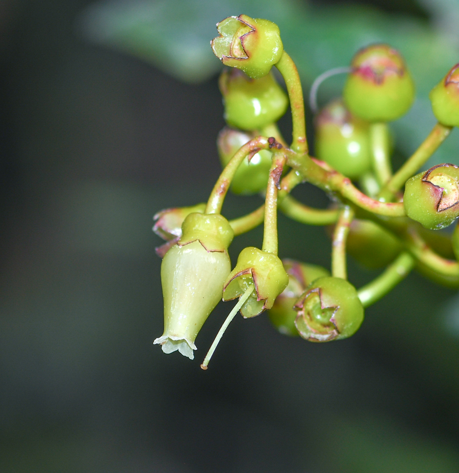 Image of Cavendishia martii specimen.
