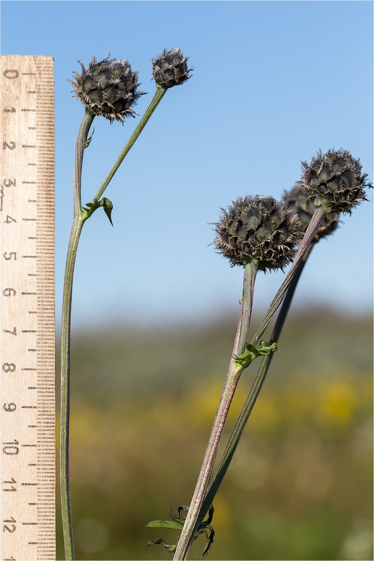 Image of Centaurea scabiosa specimen.