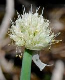 Allium altaicum. Соцветие. Восточно-Казахстанская обл., левый берег Бухтарминского вдхр., бухта Аюда. 05.08.2010.