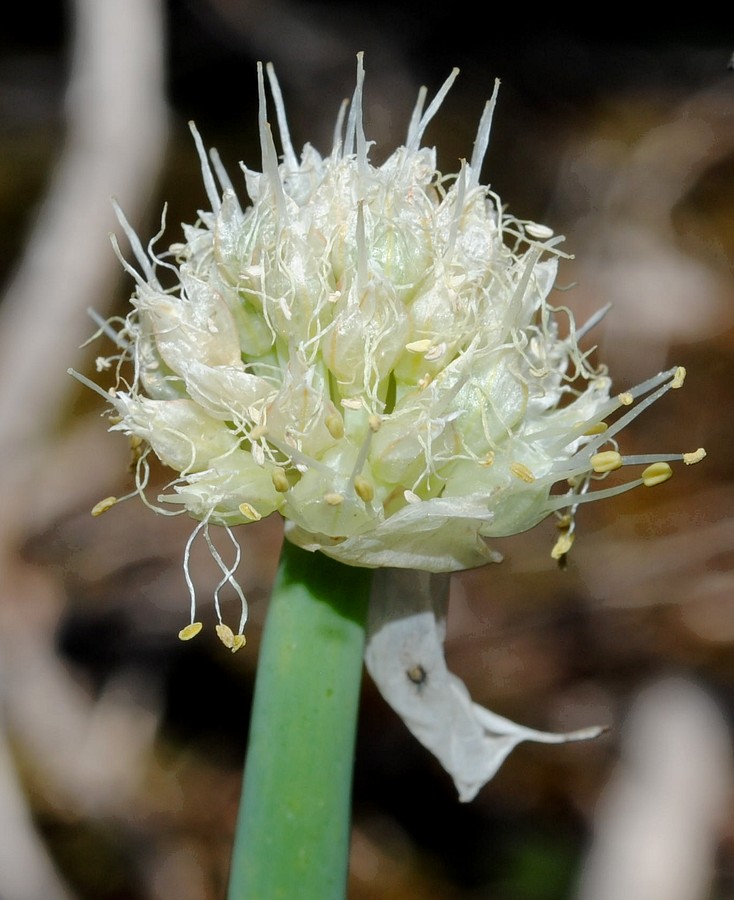 Image of Allium altaicum specimen.