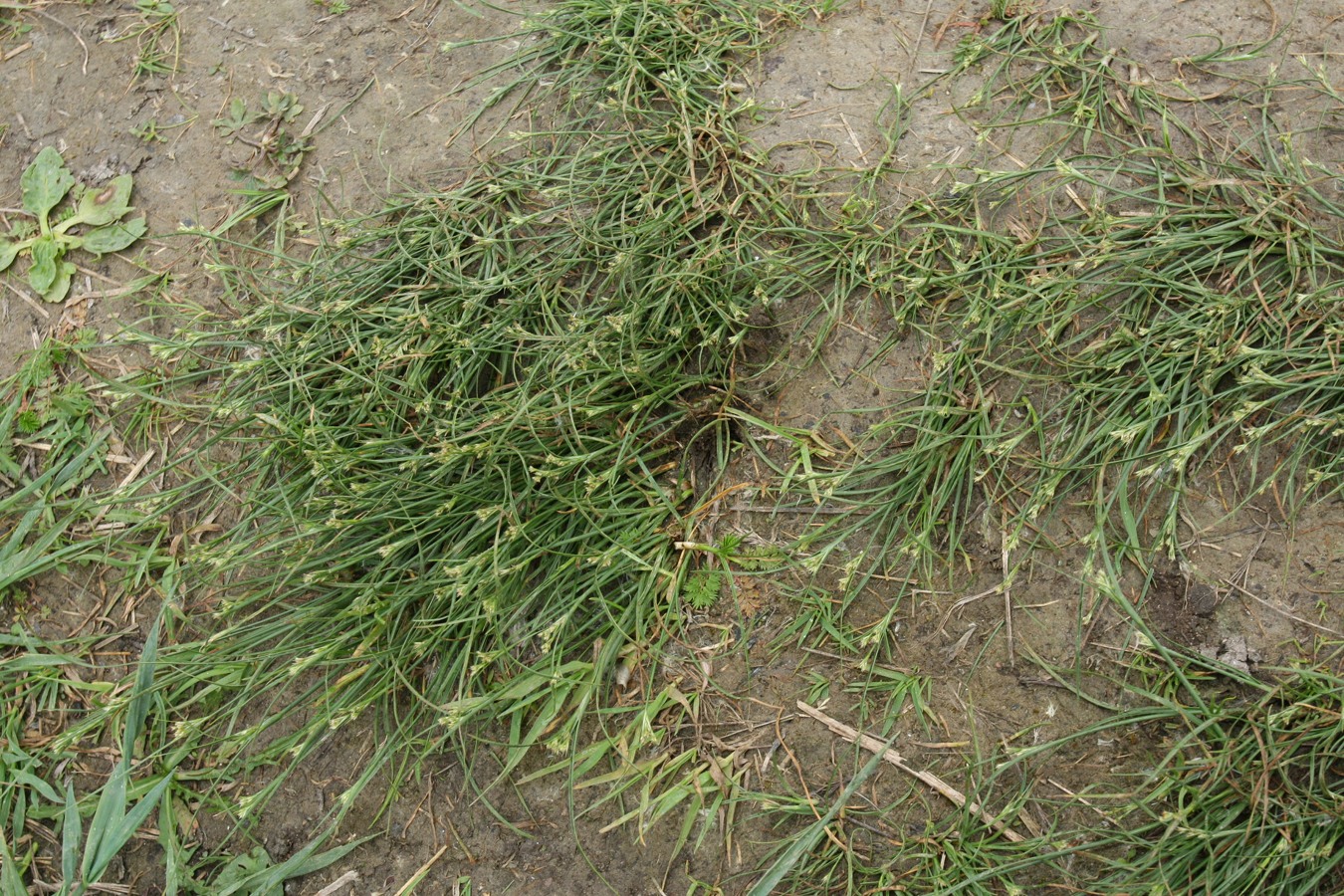 Image of Juncus compressus specimen.