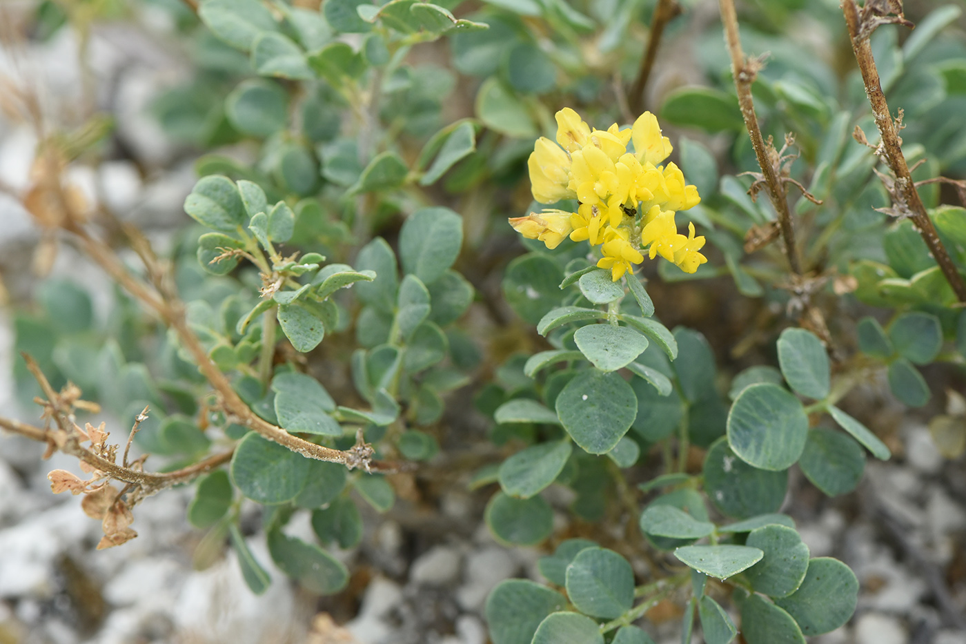 Image of Melilotoides cretacea specimen.