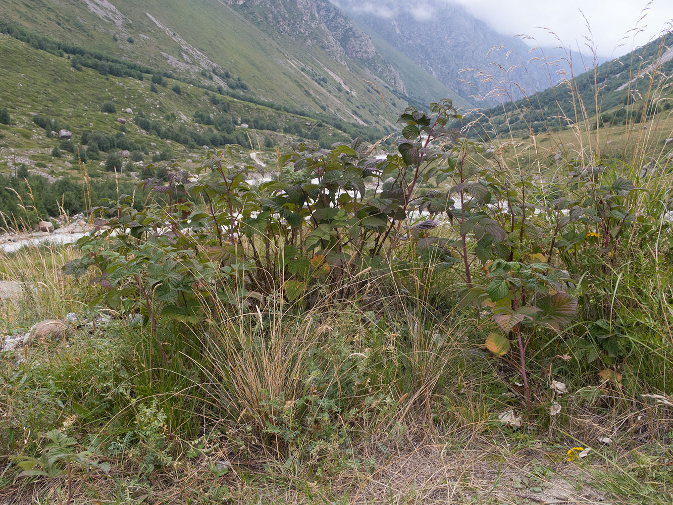 Image of Rubus idaeus specimen.