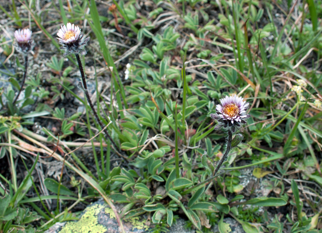 Image of genus Erigeron specimen.