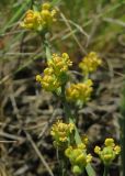 Ephedra distachya