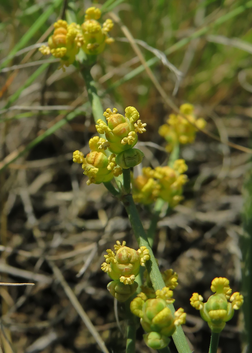 Image of Ephedra distachya specimen.