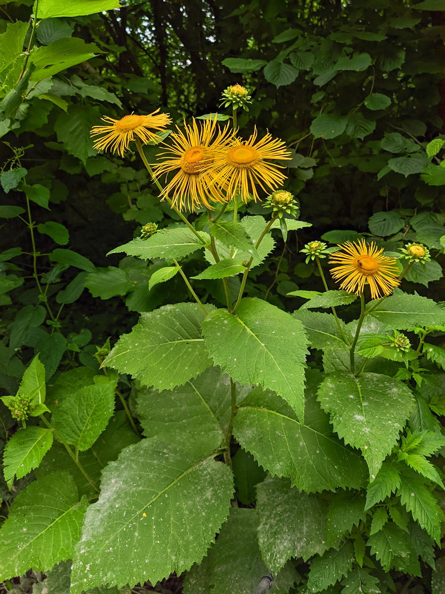 Изображение особи Telekia speciosa.