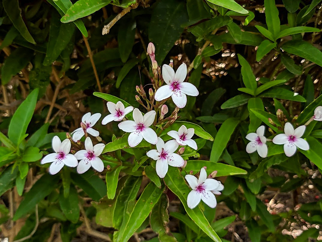 Image of genus Pseuderanthemum specimen.