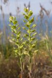 Alyssum turkestanicum var. desertorum