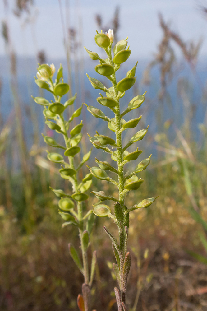 Image of Alyssum turkestanicum var. desertorum specimen.