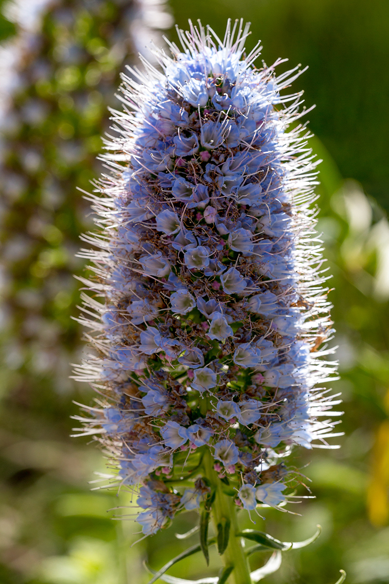 Image of Echium acanthocarpum specimen.