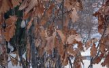 Quercus robur form fastigiata. Части веточек с неопавшими листьями прошлого года. Москва, ВДНХ, в культуре. 05.01.2022.