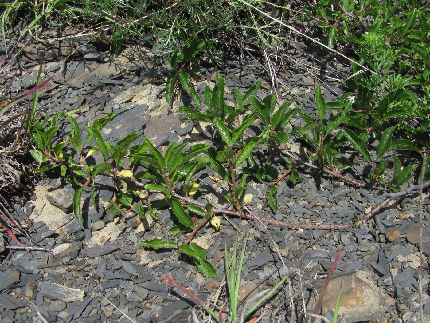 Изображение особи Prunus spinosa.