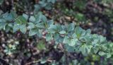 Berberis thunbergii