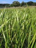 Acorus calamus