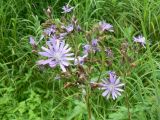 Lactuca sibirica