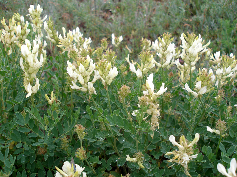 Изображение особи Astragalus albicaulis.