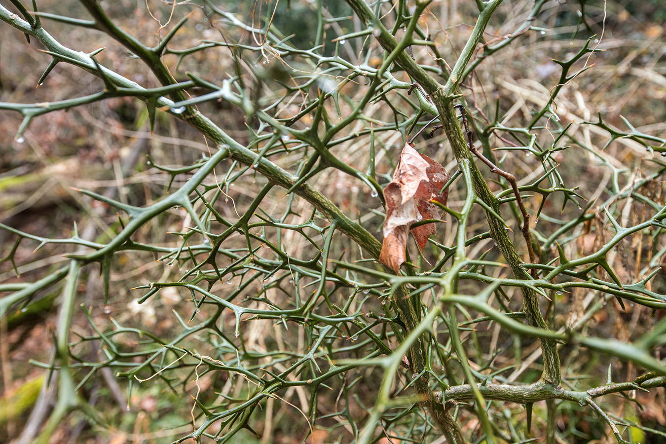 Image of Poncirus trifoliata specimen.