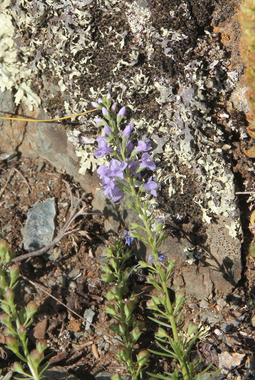 Image of Veronica pinnata specimen.