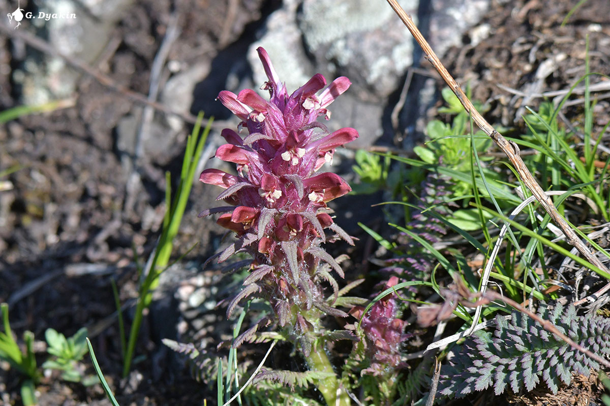 Изображение особи Pedicularis alberti.