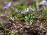 Anemone caucasica