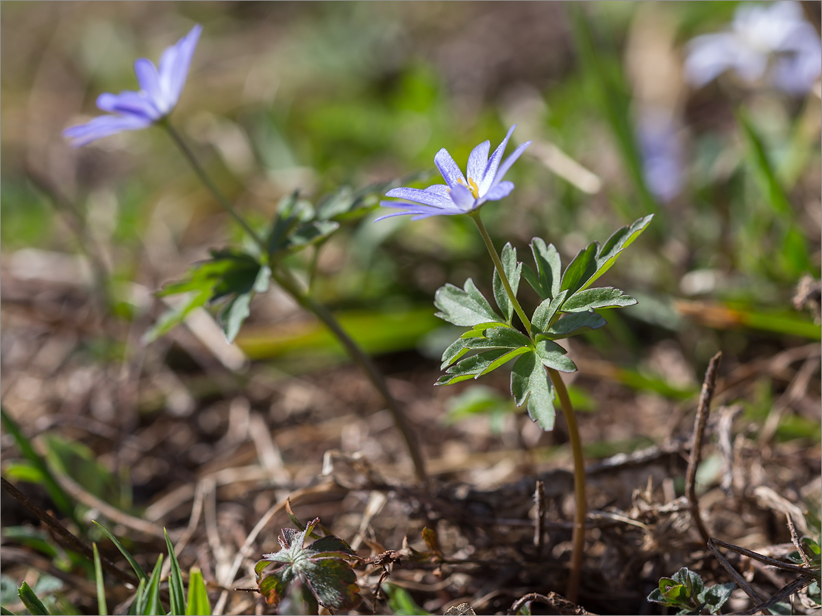 Image of Anemone caucasica specimen.