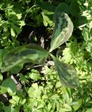 Trillium recurvatum