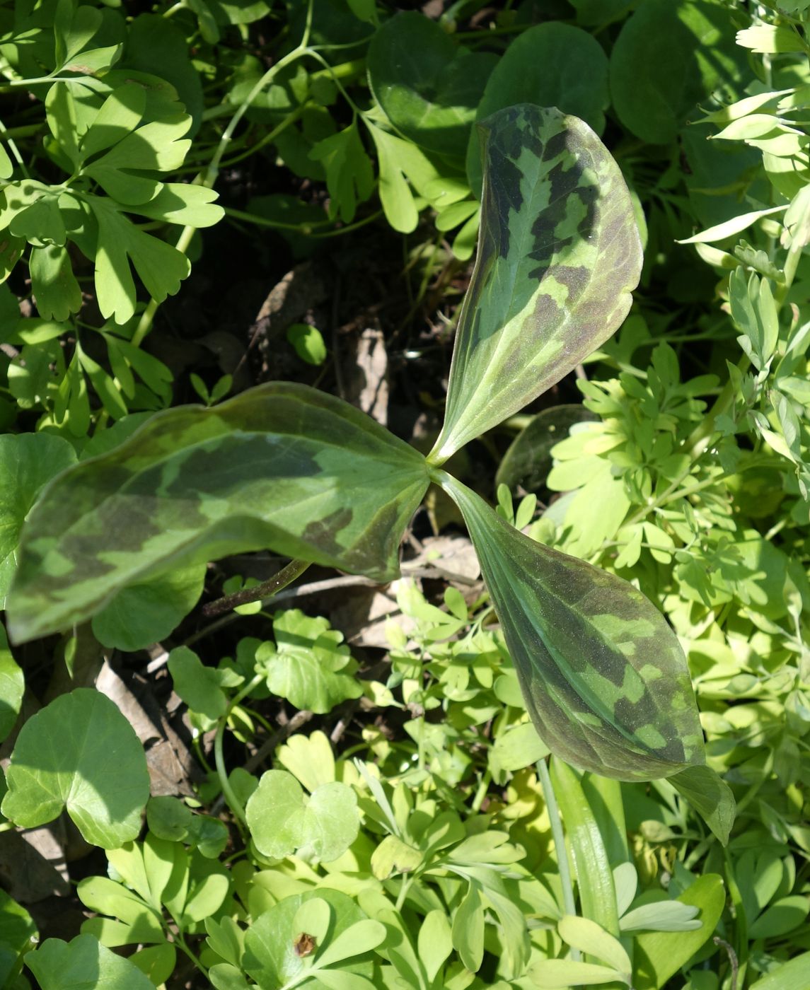 Image of Trillium recurvatum specimen.