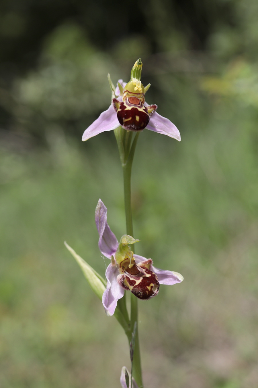 Изображение особи Ophrys apifera.