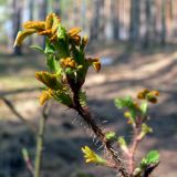 Image of taxon representative. Author is Сергей Глотов
