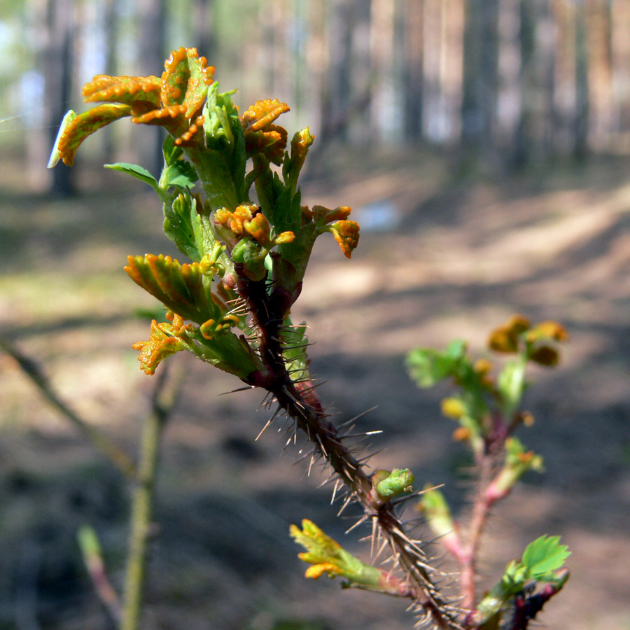 Изображение особи Rosa acicularis.