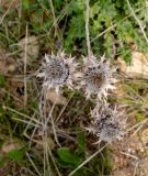 Carlina libanotica. Прошлогодние соплодия. Израиль, горы Самарии, восточная часть, окр. поселения Машкиот, пологая верхушка скалы. 21.02.2022.