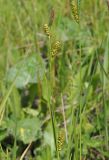 Carex diluta