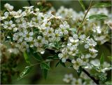 Spiraea &times; cinerea