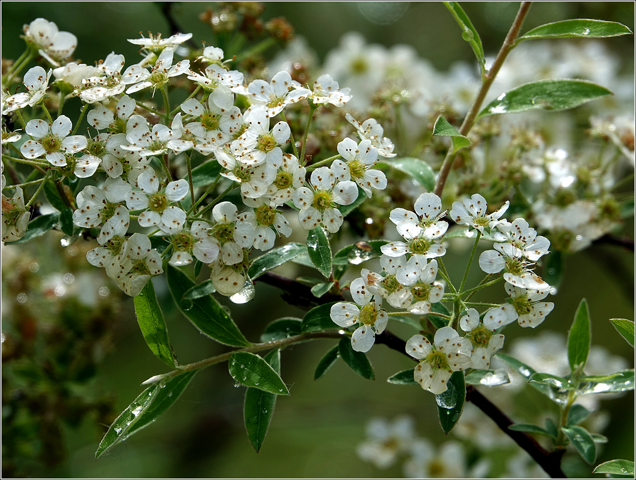 Изображение особи Spiraea &times; cinerea.